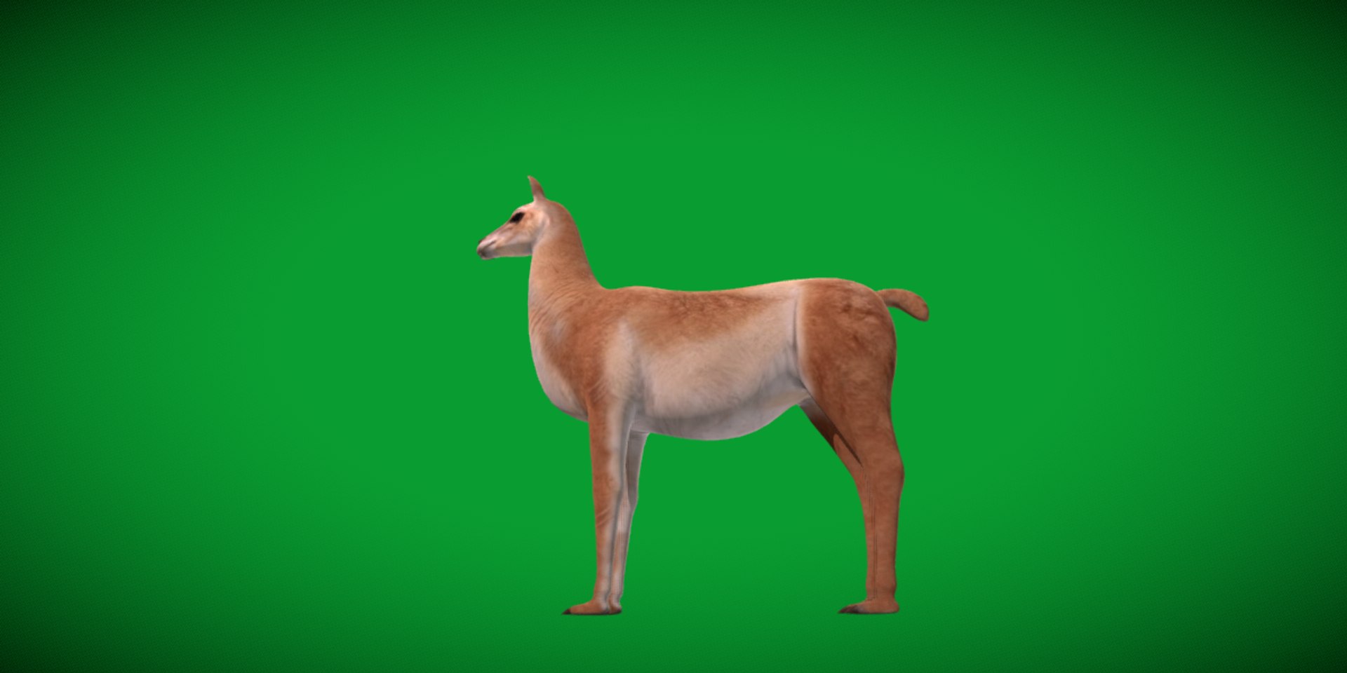 3D Guanaco https://p.turbosquid.com/ts-thumb/YL/c3qyTw/1L/guanaco23/png/1754178616/1920x1080/fit_q87/be29d5957b7b20eea1a66b370daeb837fe4e5d3a/guanaco23.jpg