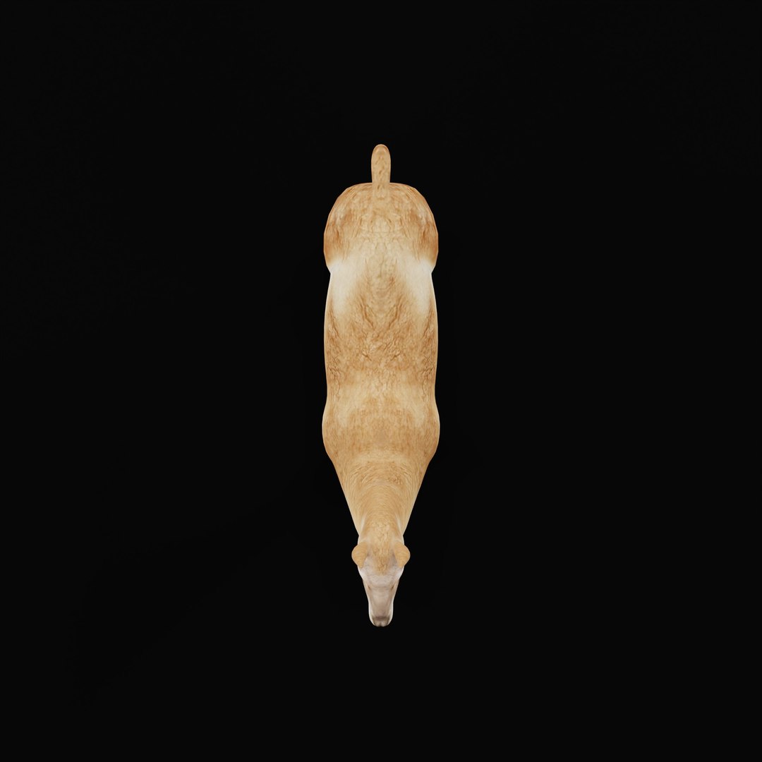 3D Guanaco https://p.turbosquid.com/ts-thumb/YL/c3qyTw/5o/guanacorigad_0002/jpg/1754178647/1920x1080/fit_q87/de9b14821da3911a4d7ee988ff23fd32a09115f5/guanacorigad_0002.jpg