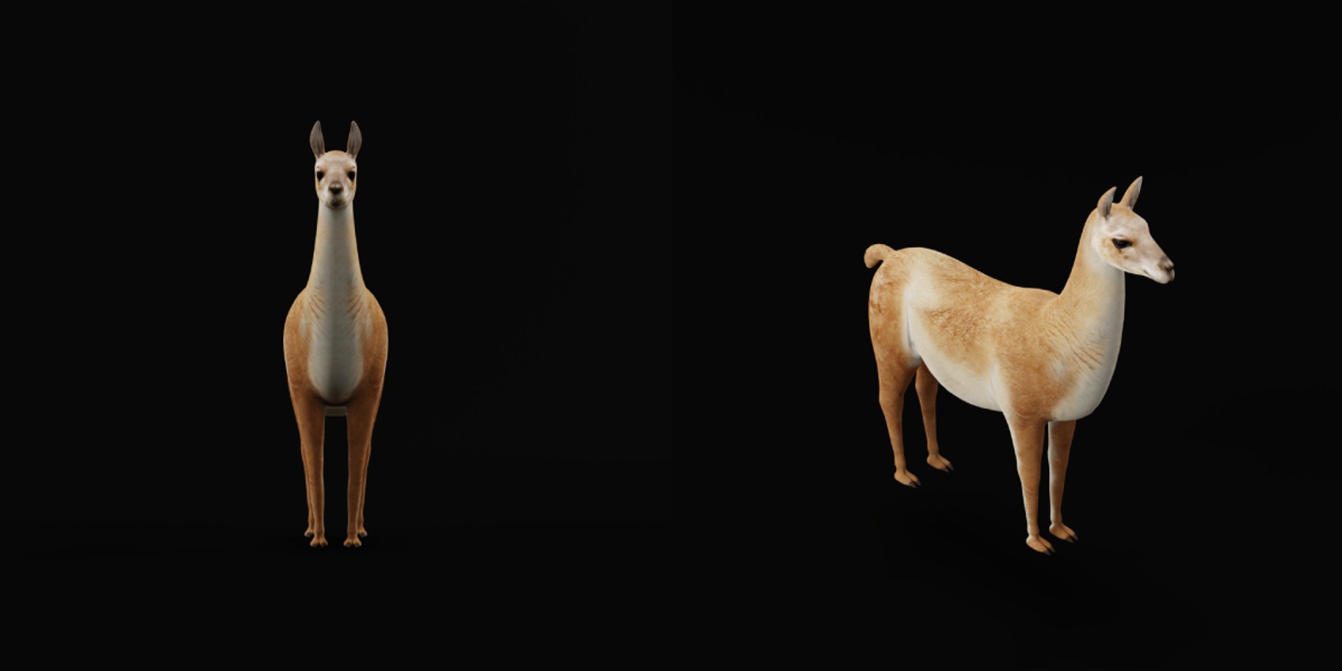 3D Guanaco https://p.turbosquid.com/ts-thumb/YL/c3qyTw/FV/guanaco6/png/1754178620/1920x1080/fit_q87/5379a700bcee9b0315df4aae57cd7fcd033817e2/guanaco6.jpg