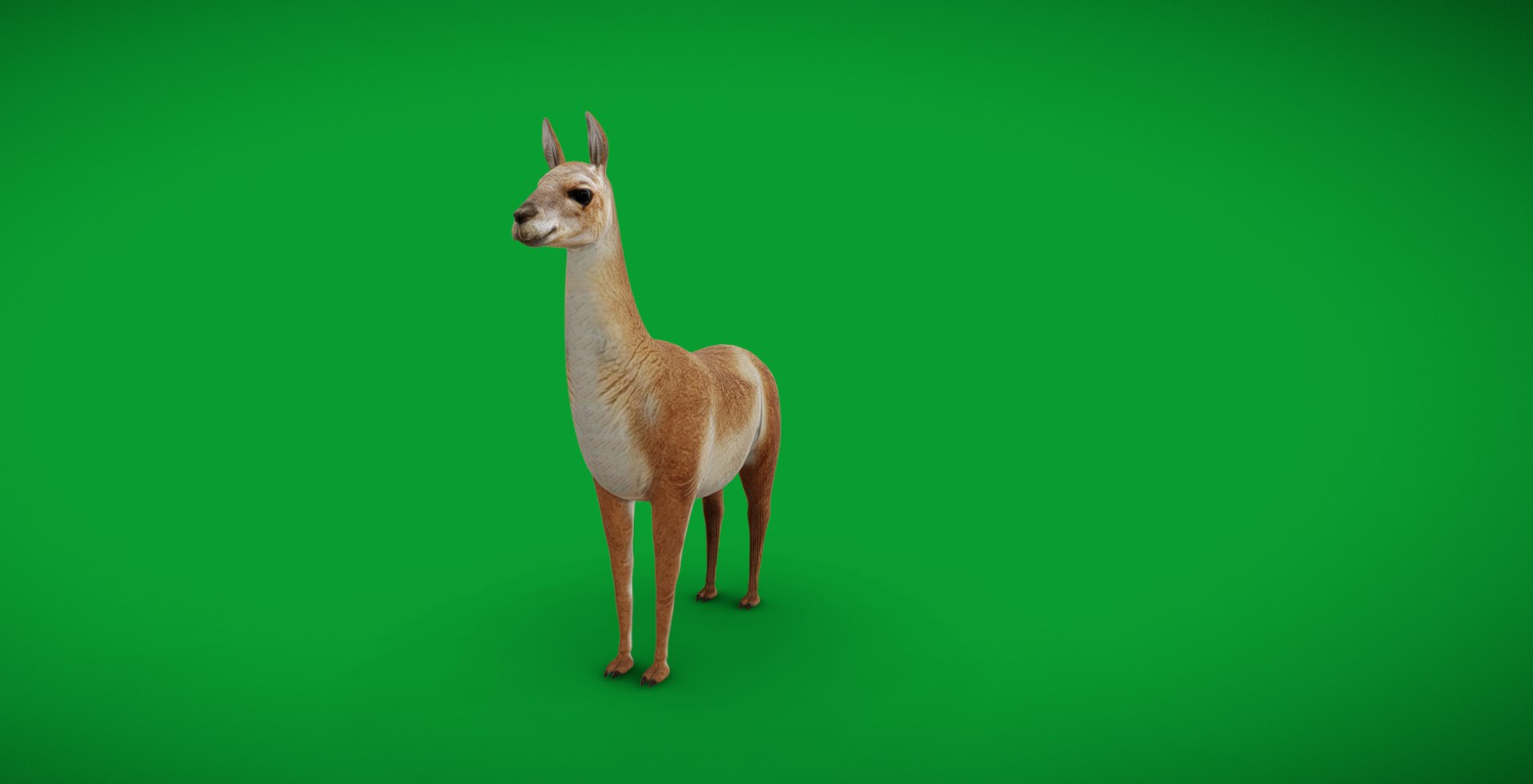 3D Guanaco https://p.turbosquid.com/ts-thumb/YL/c3qyTw/Jn/screenshot_20250803_032236/jpg/1754178650/1920x1080/fit_q87/4ed35edbc55bd8588f886048a0a5254aa62b2b5c/screenshot_20250803_032236.jpg