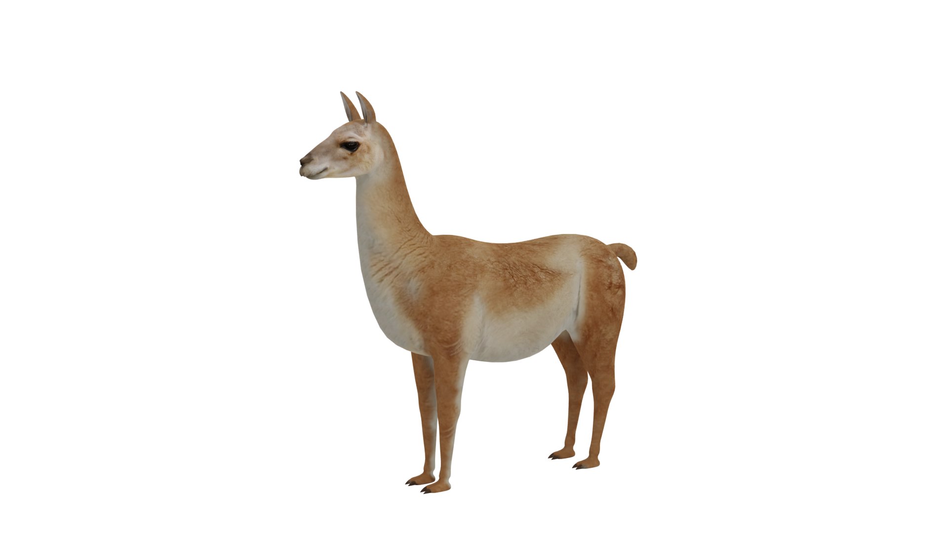 3D Guanaco https://p.turbosquid.com/ts-thumb/YL/c3qyTw/Mg/guanaco_preview3/png/1754178638/1920x1080/fit_q87/5318cfaf3d2bcfe9e62c3b03916fa29430980e5d/guanaco_preview3.jpg