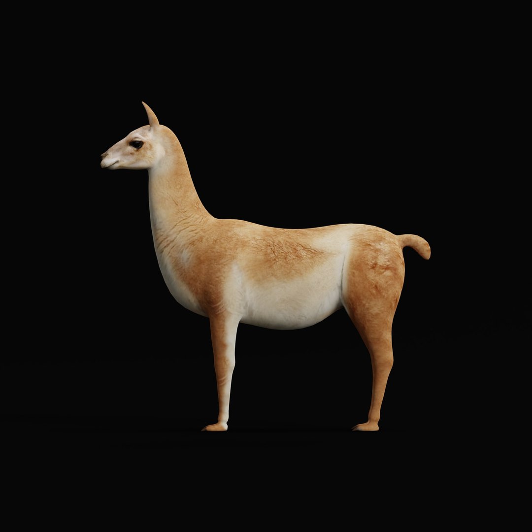 3D Guanaco https://p.turbosquid.com/ts-thumb/YL/c3qyTw/Qv/guanacorigad_0001/jpg/1754178646/1920x1080/fit_q87/62844fdc42ceae0f75cefad605b1c5157ee36025/guanacorigad_0001.jpg