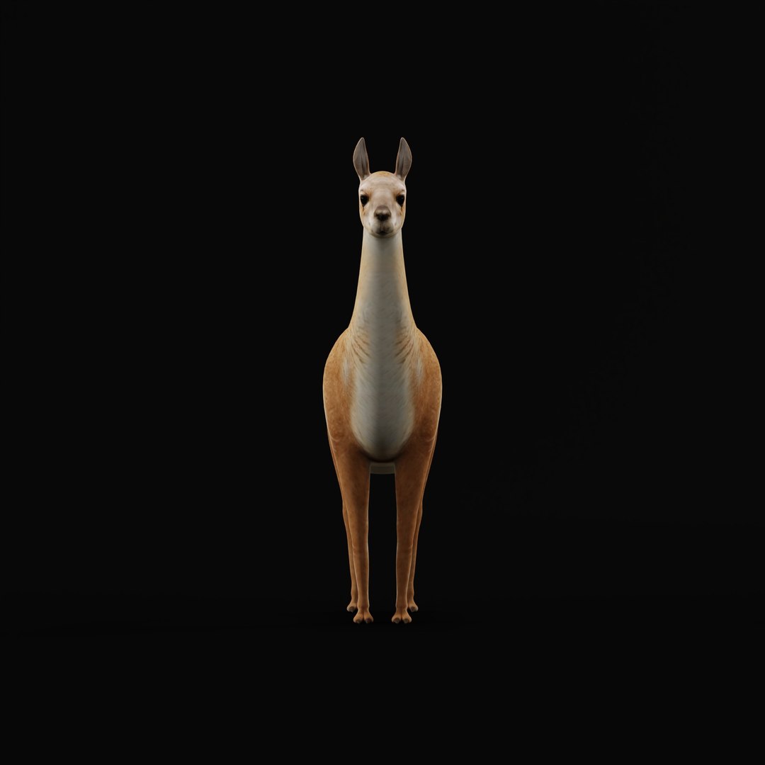 3D Guanaco https://p.turbosquid.com/ts-thumb/YL/c3qyTw/aV/guanacorigad_0000/jpg/1754178646/1920x1080/fit_q87/7acf0507b6a67d78382438f07e432f61e28f399e/guanacorigad_0000.jpg