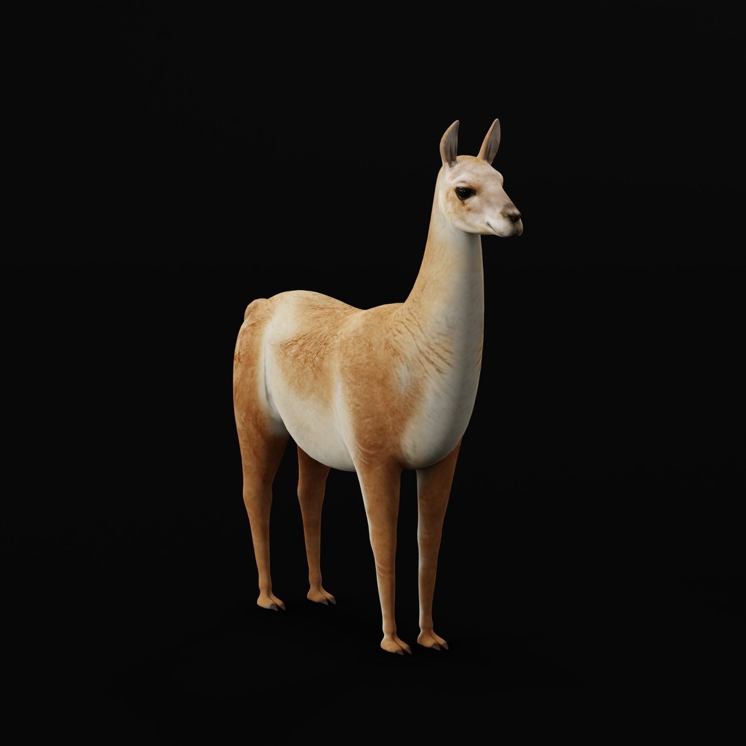 3D Guanaco https://p.turbosquid.com/ts-thumb/YL/c3qyTw/bn/guanacorigad/jpg/1754178644/1920x1080/fit_q87/332b746c519f07cd0333c3009d6780a76fad9209/guanacorigad.jpg