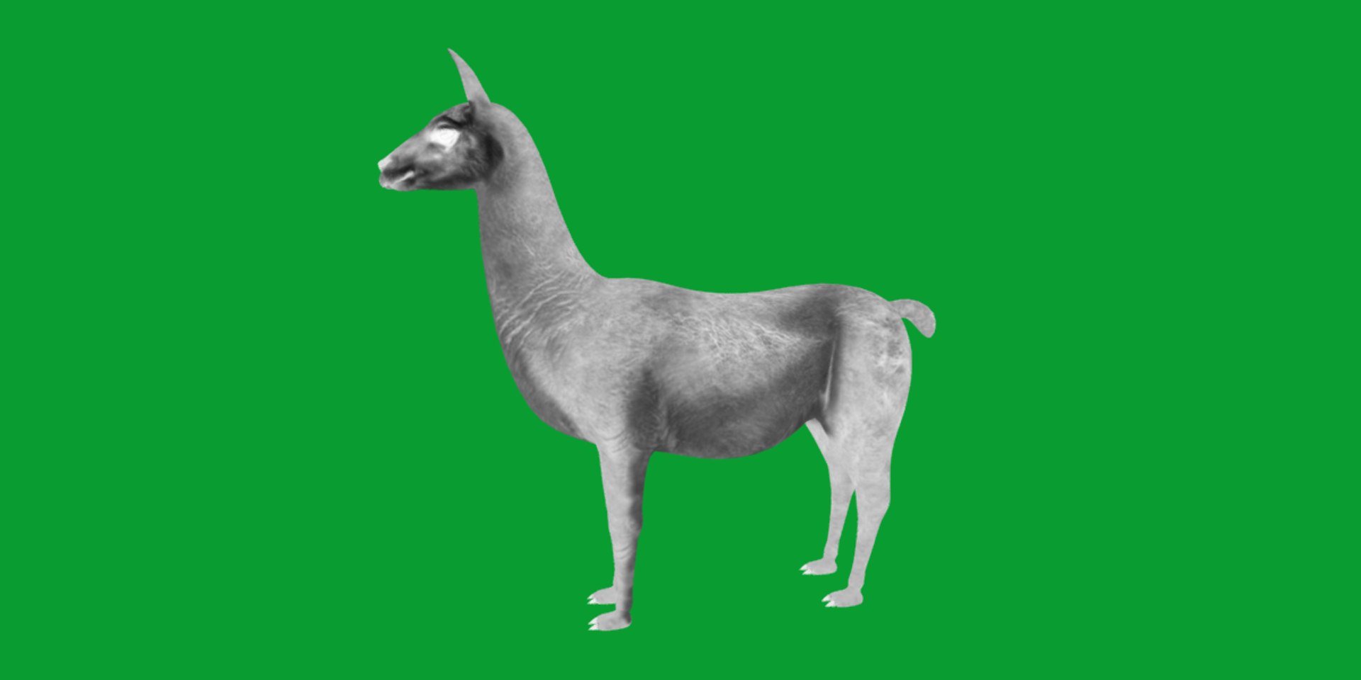 3D Guanaco https://p.turbosquid.com/ts-thumb/YL/c3qyTw/jx/guanaco8/png/1754178622/1920x1080/fit_q87/52b609405dbd9f3b4eac1bf6b3962487d23eccad/guanaco8.jpg