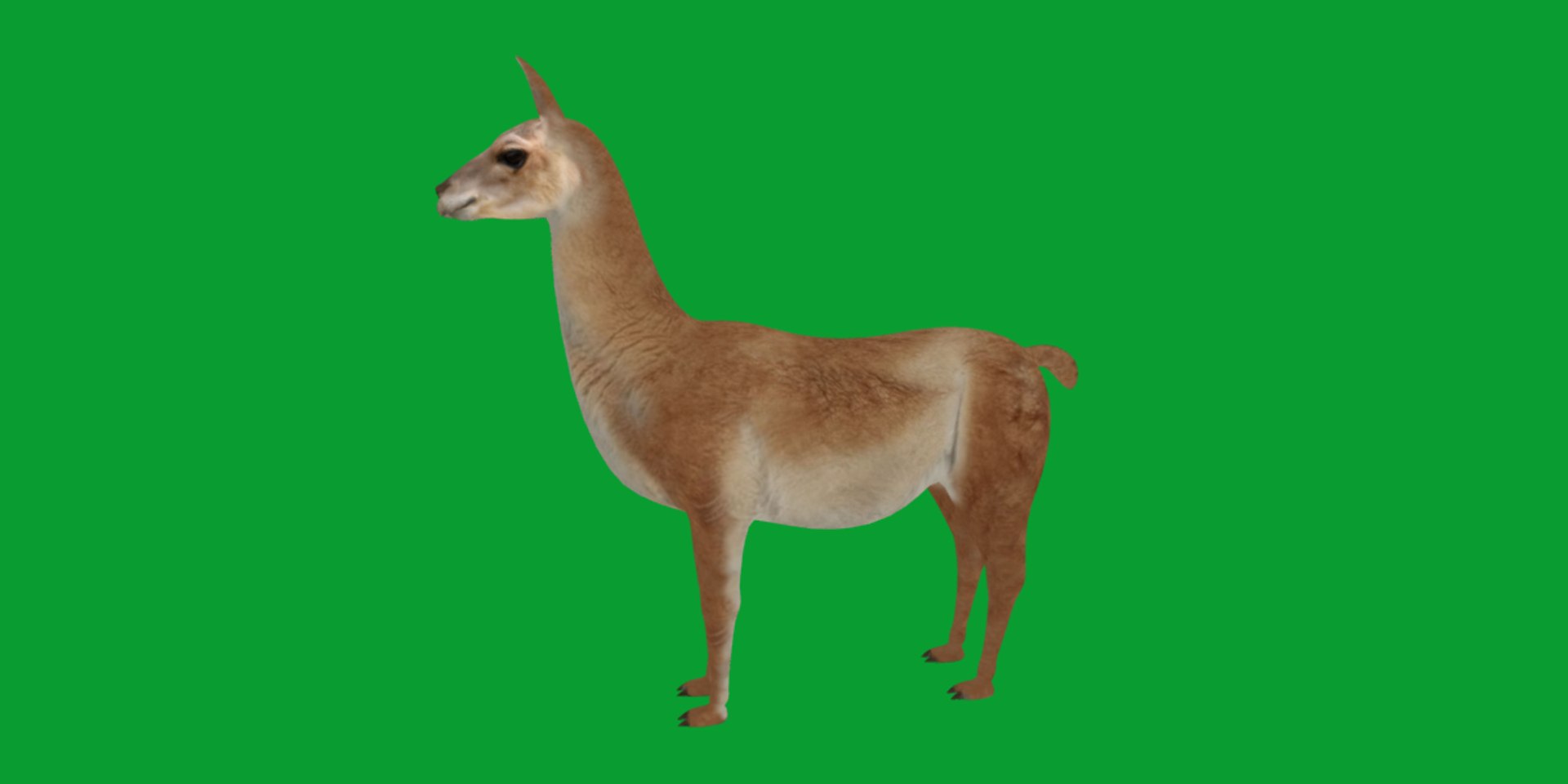 3D Guanaco https://p.turbosquid.com/ts-thumb/YL/c3qyTw/s4/guanaco5/png/1754178620/1920x1080/fit_q87/3c2aaa57ac2ce7960c530559747bd83581f3285c/guanaco5.jpg