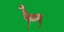 Guanako