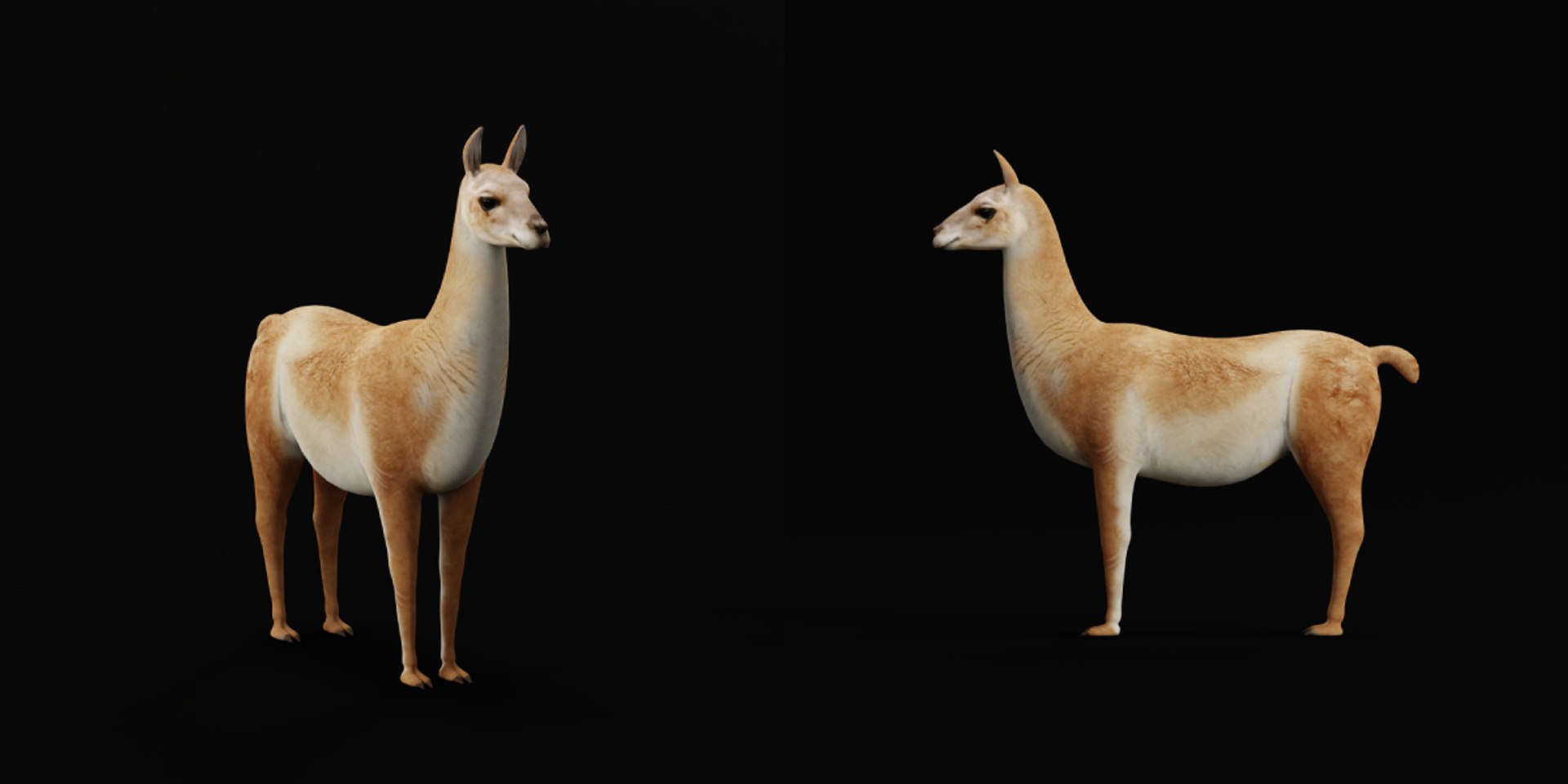 3D Guanaco https://p.turbosquid.com/ts-thumb/YL/c3qyTw/vF/guanaco2/png/1754178617/1920x1080/fit_q87/4b8471550c9638c16fa8ce0bb54d9b18532e5428/guanaco2.jpg