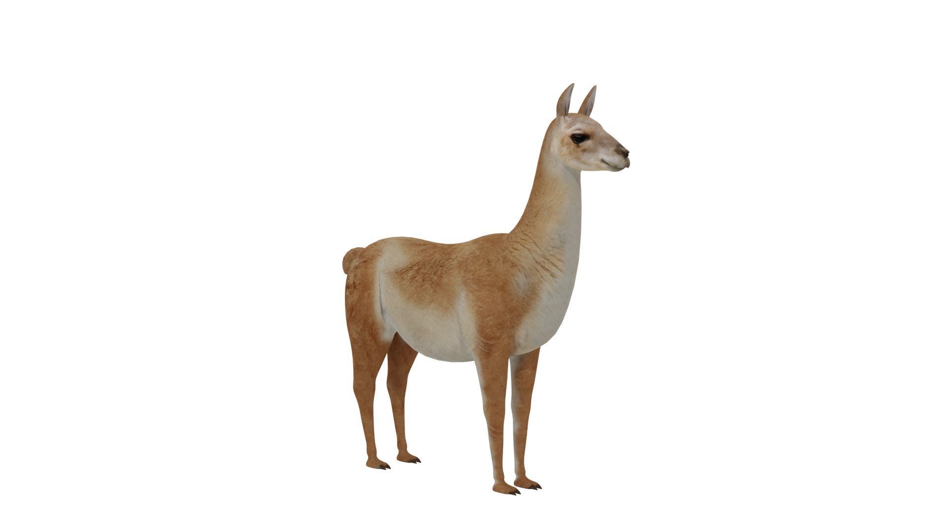 3D Guanaco https://p.turbosquid.com/ts-thumb/YL/c3qyTw/zP/guanaco_preview4/png/1754178644/1920x1080/fit_q87/11fbe0f416fbeda38598ba7282a3bab1d4df41cb/guanaco_preview4.jpg
