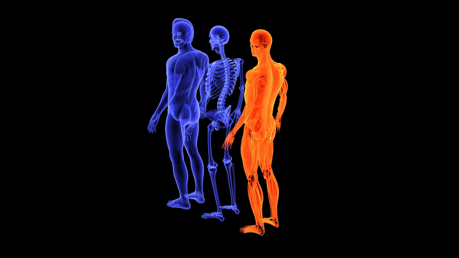 3D Human Male Muscle System Blue and Orange Shading transparency Medical 3D Model model https://p.turbosquid.com/ts-thumb/YL/cQ5p8g/0Q/male_muscular_system.10/jpg/1751913011/1920x1080/fit_q87/8159a31f8835c8472c937a9b1866c3918f08144a/male_muscular_system.10.jpg
