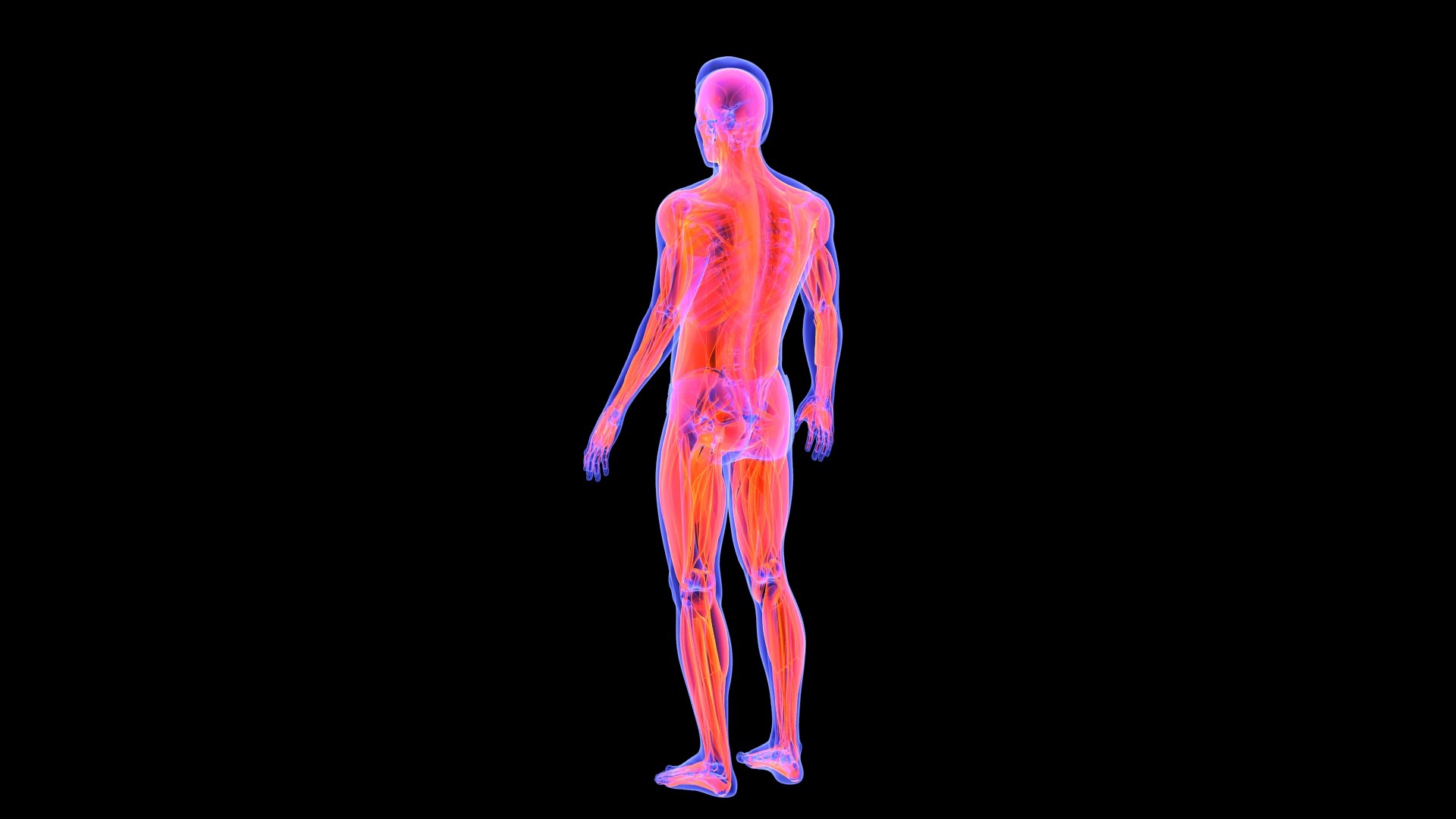3D Human Male Muscle System Blue and Orange Shading transparency Medical 3D Model model https://p.turbosquid.com/ts-thumb/YL/cQ5p8g/0n/male_muscular_system.3/jpg/1751913008/1920x1080/fit_q87/b54d94ccf1313362a6024706e89d5648469f866b/male_muscular_system.3.jpg