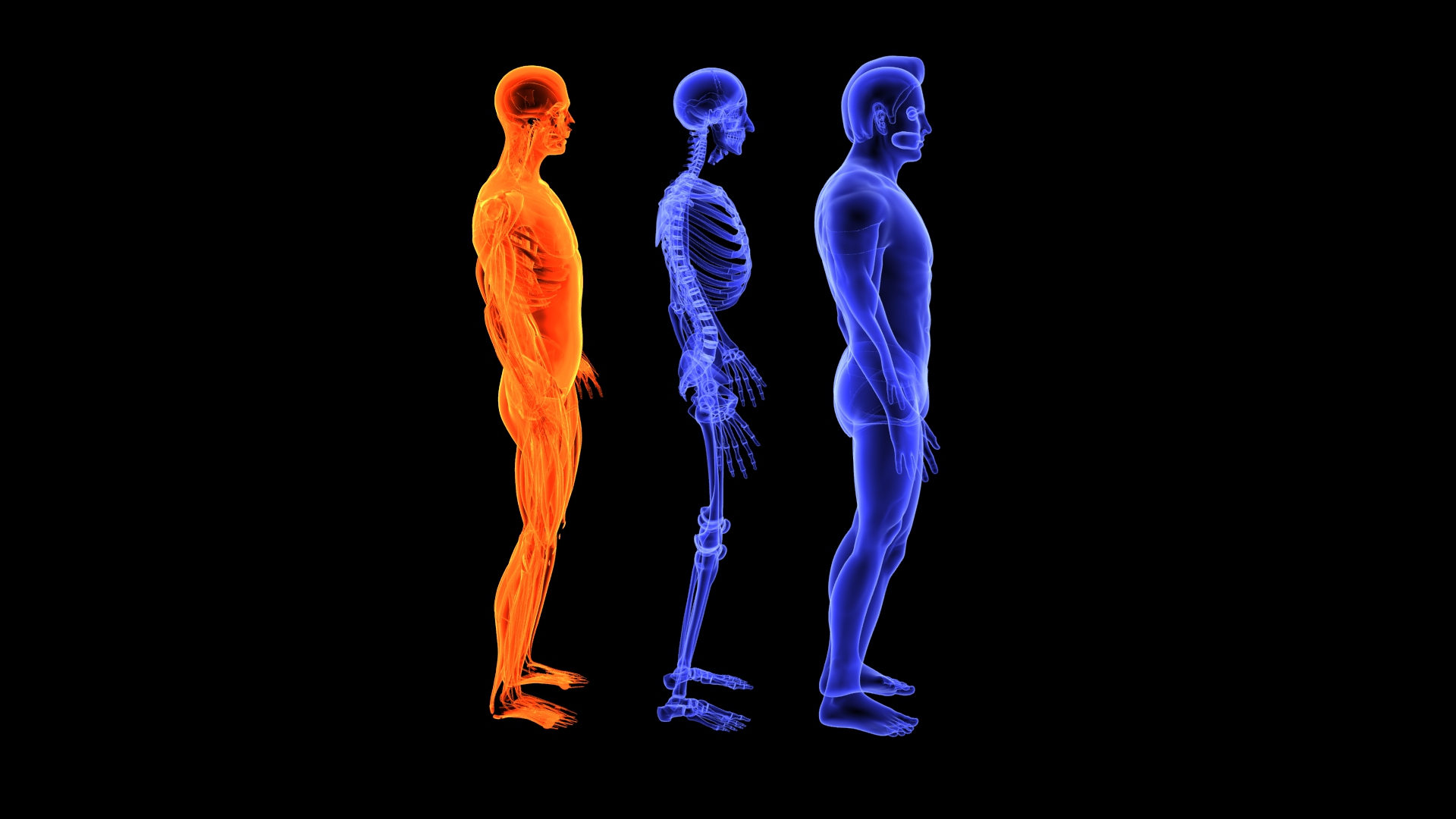 3D Human Male Muscle System Blue and Orange Shading transparency Medical 3D Model model https://p.turbosquid.com/ts-thumb/YL/cQ5p8g/8j/male_muscular_system/jpg/1751913049/1920x1080/turn_fit_q99/346e60091cdce2453336335cd6b1c28af9dd34d6/male_muscular_system-1.jpg