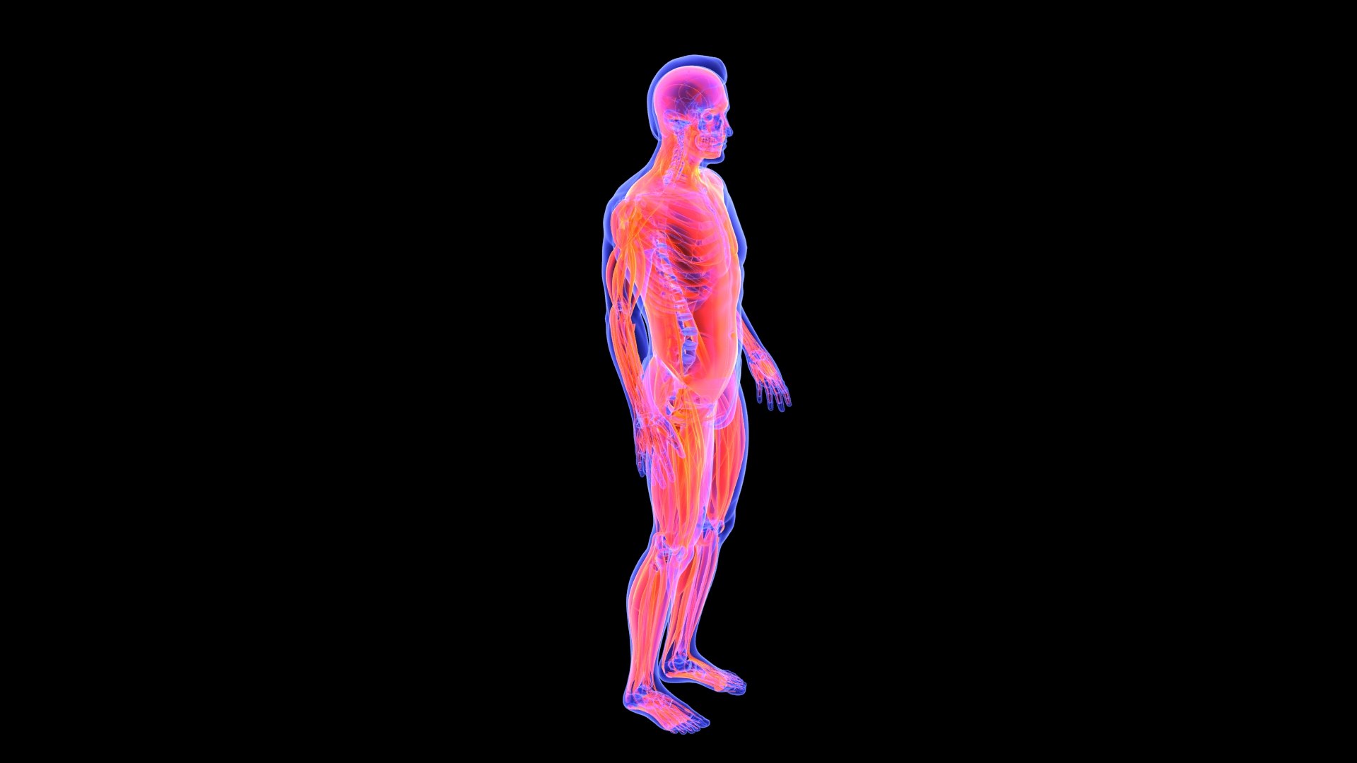 3D Human Male Muscle System Blue and Orange Shading transparency Medical 3D Model model https://p.turbosquid.com/ts-thumb/YL/cQ5p8g/Eh/male_muscular_system.5/jpg/1751913009/1920x1080/fit_q87/b07ce0cfd4372d64caff008a3da05d9f756f7e05/male_muscular_system.5.jpg