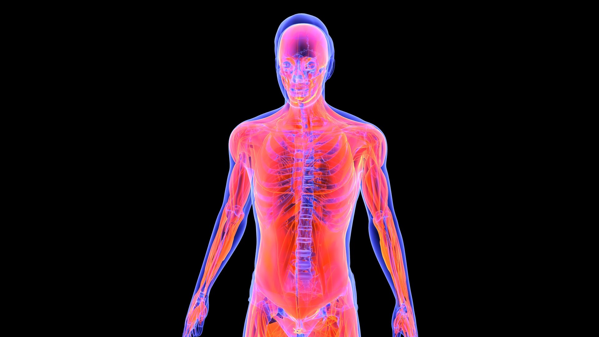 3D Human Male Muscle System Blue and Orange Shading transparency Medical 3D Model model https://p.turbosquid.com/ts-thumb/YL/cQ5p8g/IZ/male_muscular_system.7/jpg/1751913010/1920x1080/fit_q87/6c3da082568a464219836459136abb3c812c2b3a/male_muscular_system.7.jpg