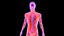 人体男性肌肉系统蓝色和橙色阴影透明度医学3D模型