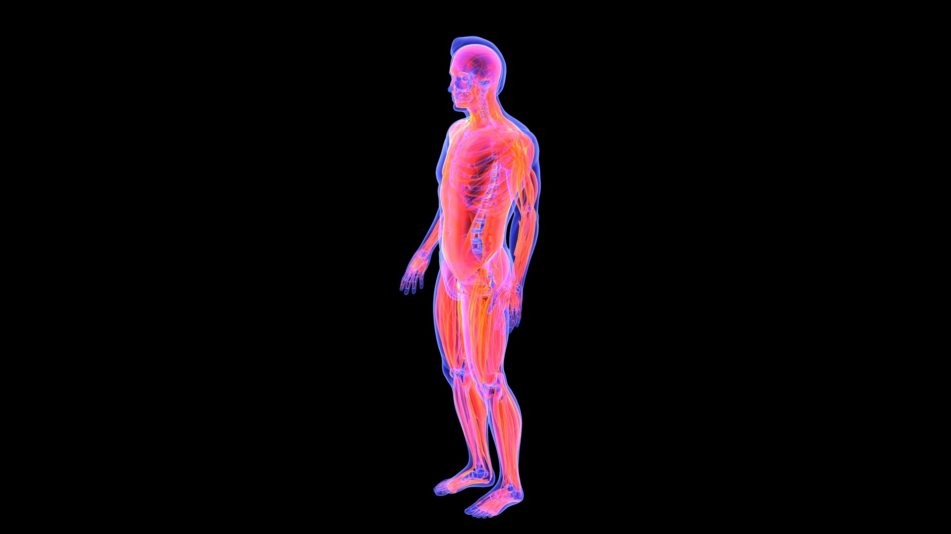 3D Human Male Muscle System Blue and Orange Shading transparency Medical 3D Model model https://p.turbosquid.com/ts-thumb/YL/cQ5p8g/LF/male_muscular_system.2/jpg/1751913007/1920x1080/fit_q87/9860fb054dc9ea8001386fac62975dffee87be23/male_muscular_system.2.jpg