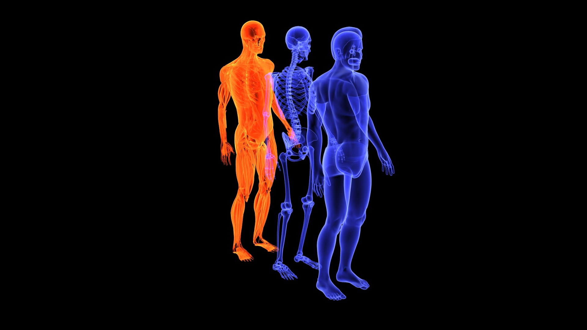 3D Human Male Muscle System Blue and Orange Shading transparency Medical 3D Model model https://p.turbosquid.com/ts-thumb/YL/cQ5p8g/MZ/male_muscular_system.13/jpg/1751913013/1920x1080/fit_q87/9502e7f4b61be47f0df9f05acf89e13e0e5acdd0/male_muscular_system.13.jpg