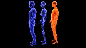 3D Human Male Muscle System Blue and Orange Shading transparency Medical 3D Model model