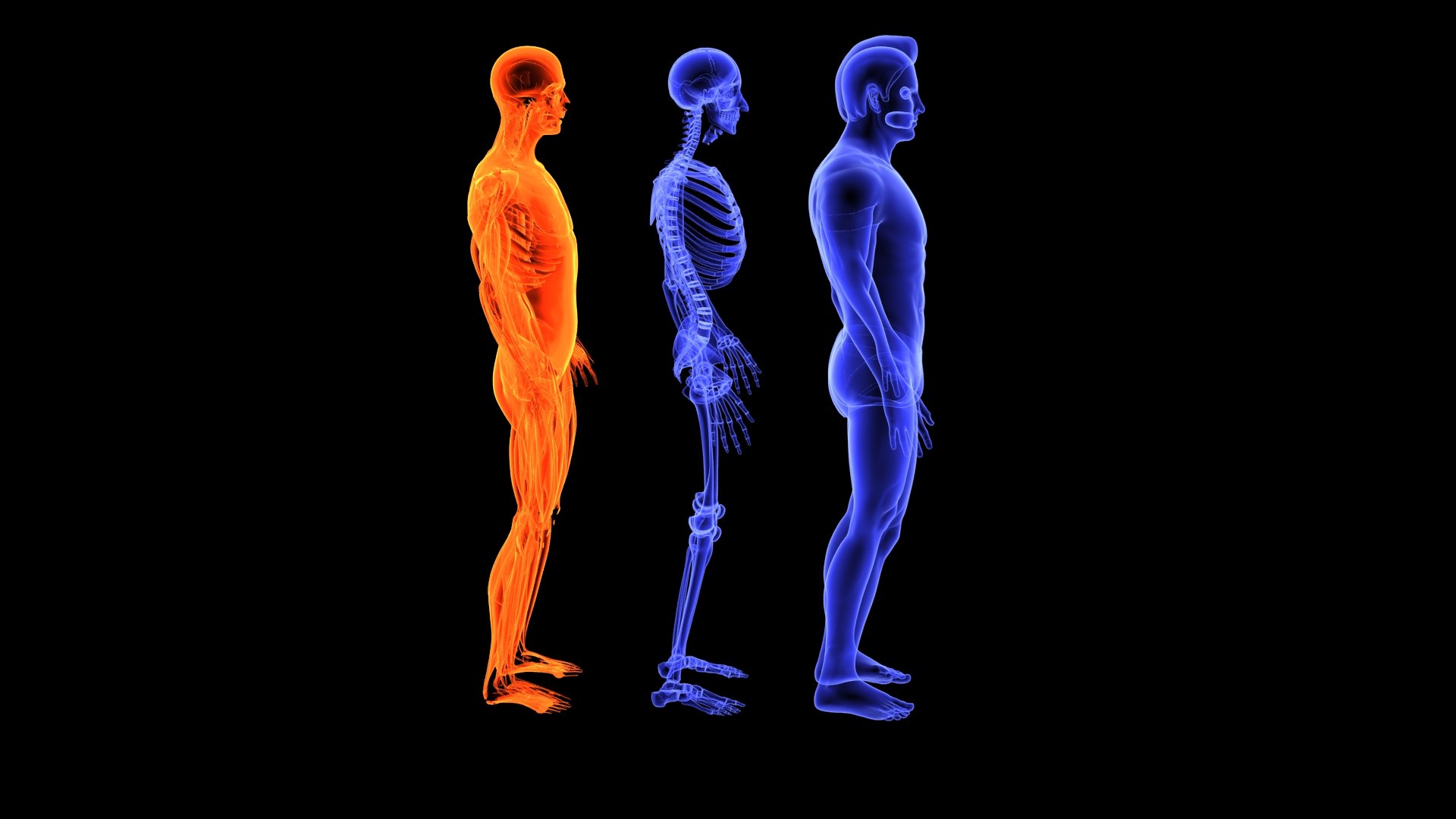 3D Human Male Muscle System Blue and Orange Shading transparency Medical 3D Model model https://p.turbosquid.com/ts-thumb/YL/cQ5p8g/aX/male_muscular_system.12/jpg/1751913012/1920x1080/fit_q87/ac8a23357f596d9f86a9652da66845c95095fec4/male_muscular_system.12.jpg