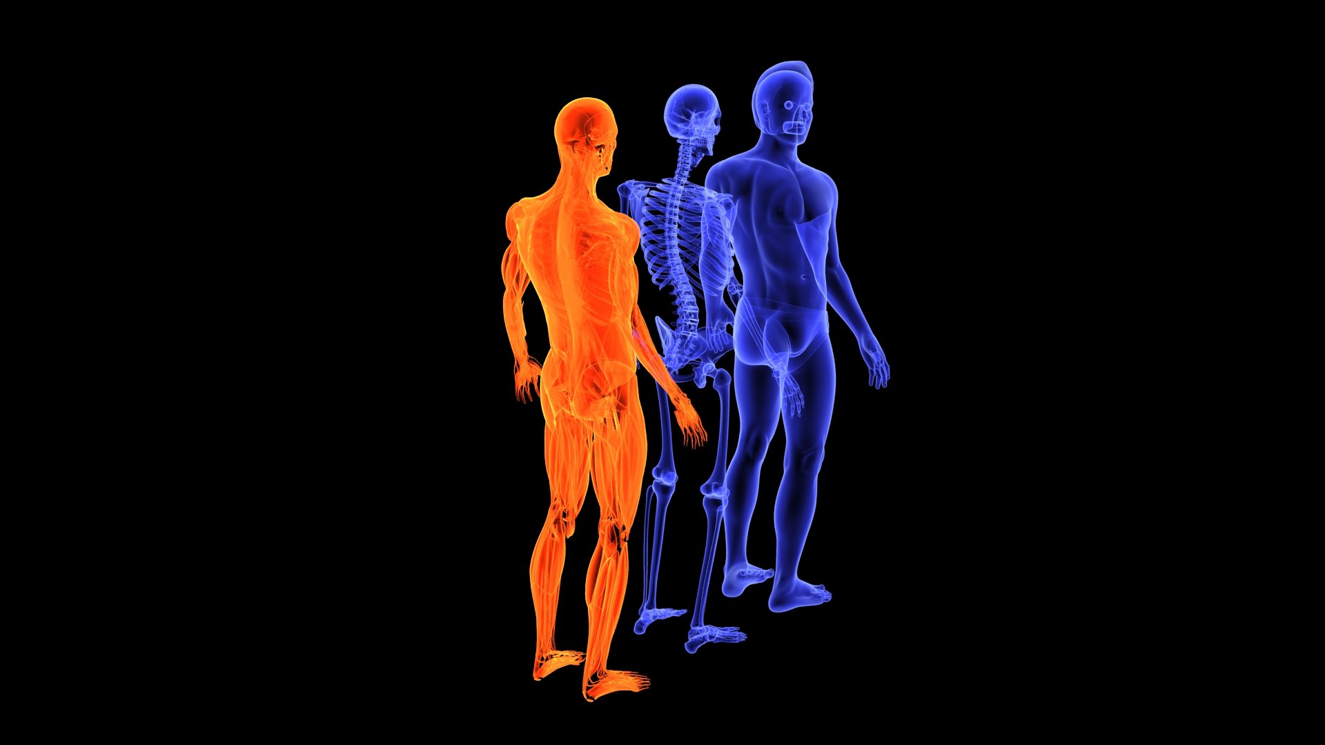 3D Human Male Muscle System Blue and Orange Shading transparency Medical 3D Model model https://p.turbosquid.com/ts-thumb/YL/cQ5p8g/eb/male_muscular_system.11/jpg/1751913011/1920x1080/fit_q87/ab451de2ce85622f96ba1a56d11105ff2cb7a631/male_muscular_system.11.jpg
