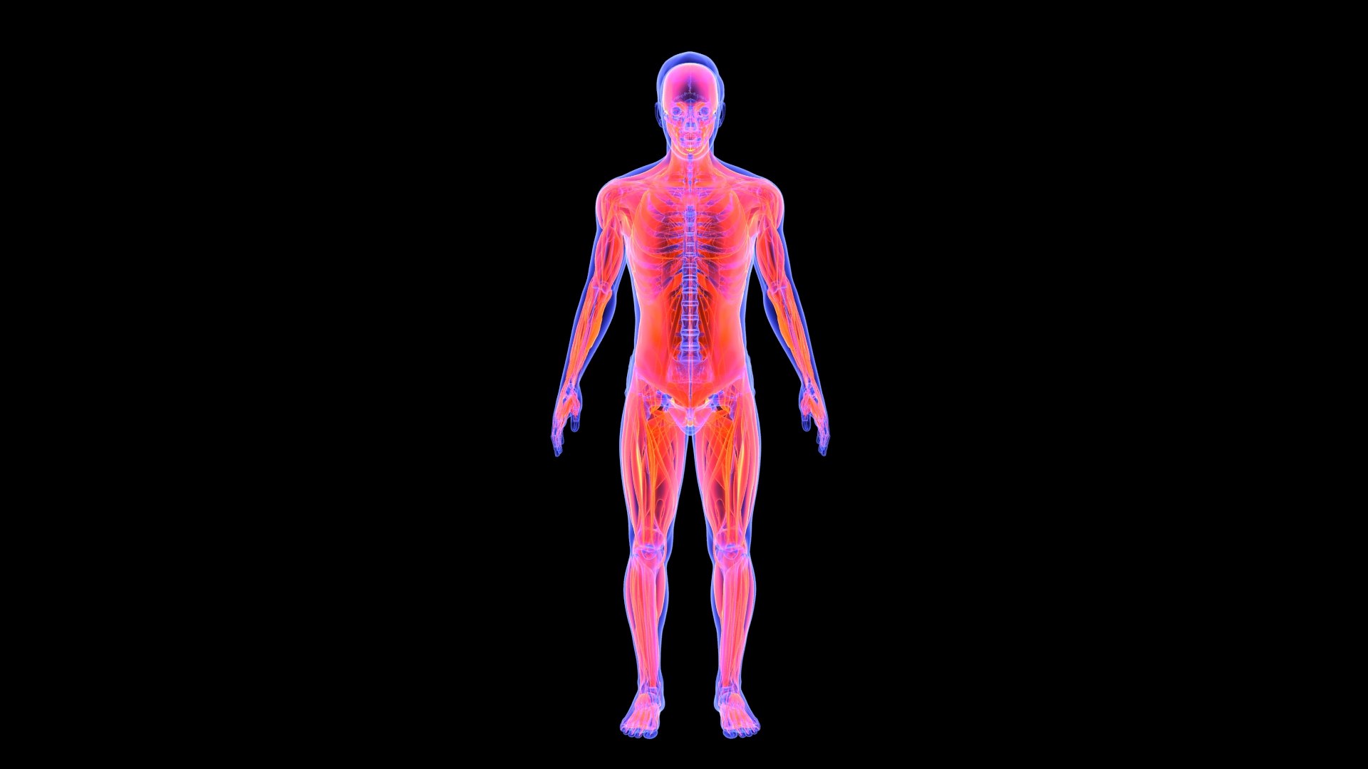 3D Human Male Muscle System Blue and Orange Shading transparency Medical 3D Model model https://p.turbosquid.com/ts-thumb/YL/cQ5p8g/ux/male_muscular_system.1/jpg/1751913006/1920x1080/fit_q87/d83f122c0ea375d0acb523adf4f3a56f09b08d66/male_muscular_system.1.jpg