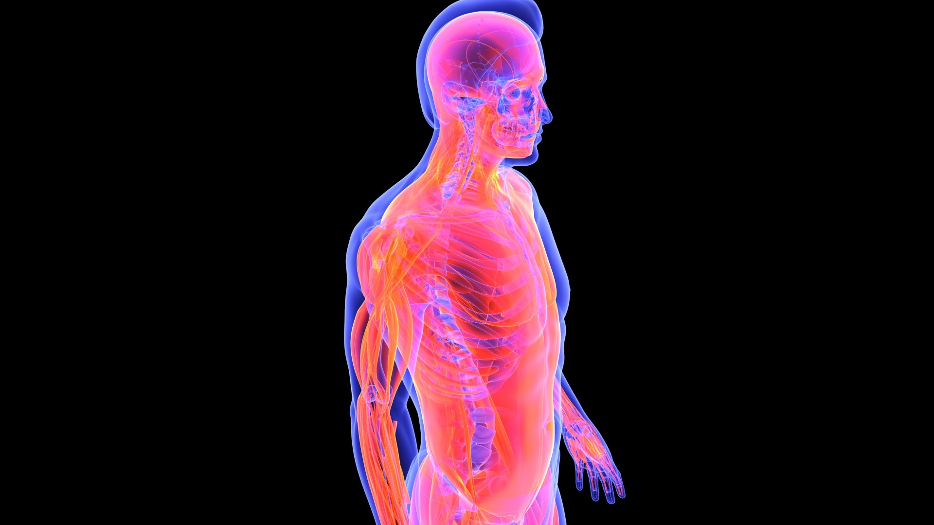 3D Human Male Muscle System Blue and Orange Shading transparency Medical 3D Model model https://p.turbosquid.com/ts-thumb/YL/cQ5p8g/w1/male_muscular_system.6/jpg/1751913009/1920x1080/fit_q87/d686e469bc619f5478fecc36c9d5316a91cdcb94/male_muscular_system.6.jpg