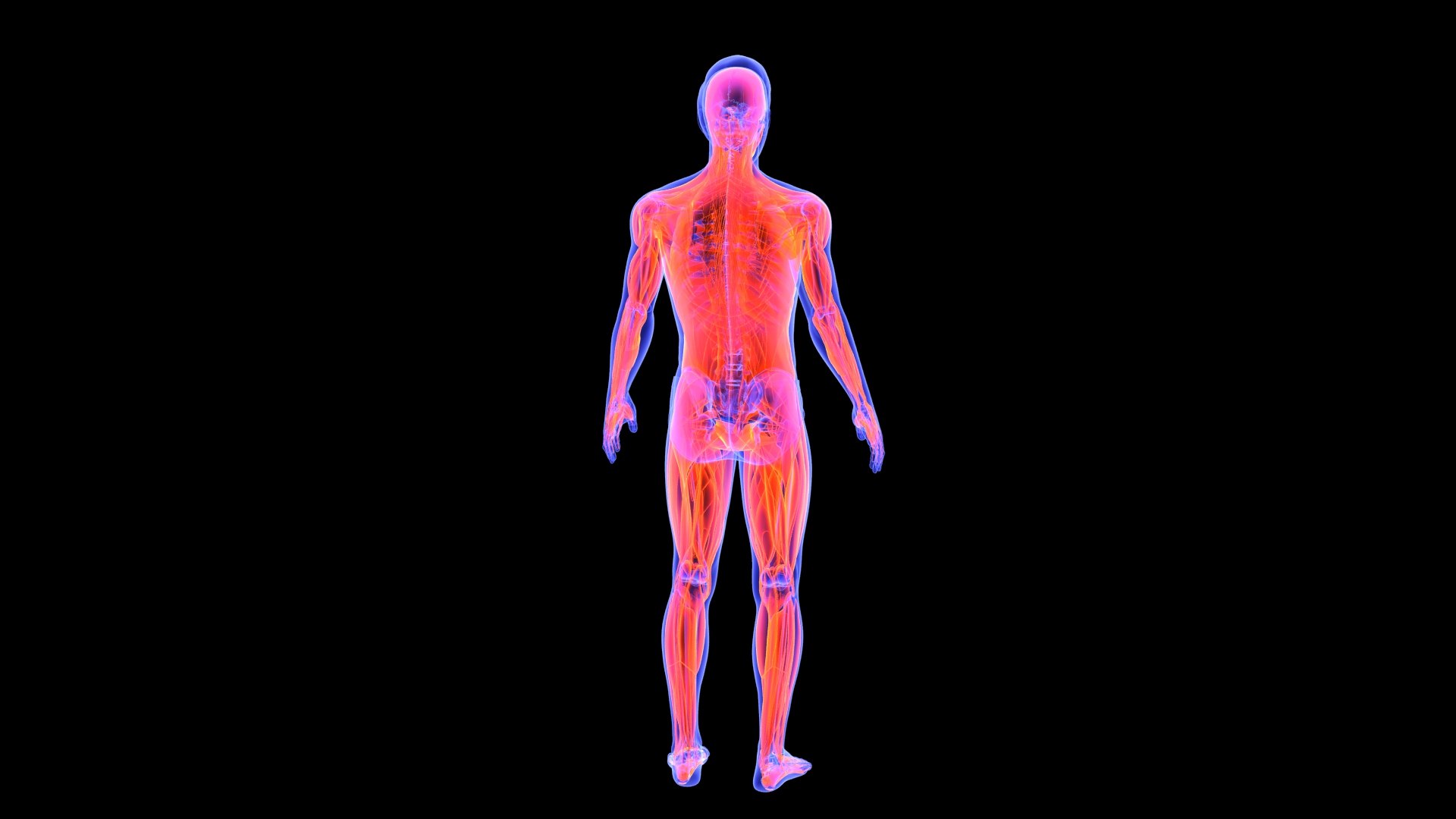 3D Human Male Muscle System Blue and Orange Shading transparency Medical 3D Model model https://p.turbosquid.com/ts-thumb/YL/cQ5p8g/xT/male_muscular_system.4/jpg/1751913009/1920x1080/fit_q87/dadc3c741188de08ab8ac3baf65edff279e27c24/male_muscular_system.4.jpg