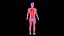 人体男性肌肉系统蓝色和橙色阴影透明度医学3D模型