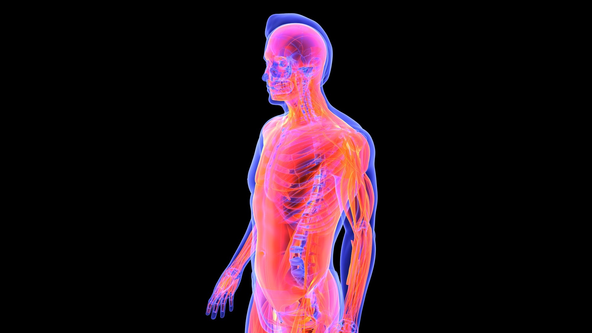 3D Human Male Muscle System Blue and Orange Shading transparency Medical 3D Model model https://p.turbosquid.com/ts-thumb/YL/cQ5p8g/y4/male_muscular_system.8/jpg/1751913011/1920x1080/fit_q87/f4de0890a75fe102e47b76670fdd480b4543bdb6/male_muscular_system.8.jpg