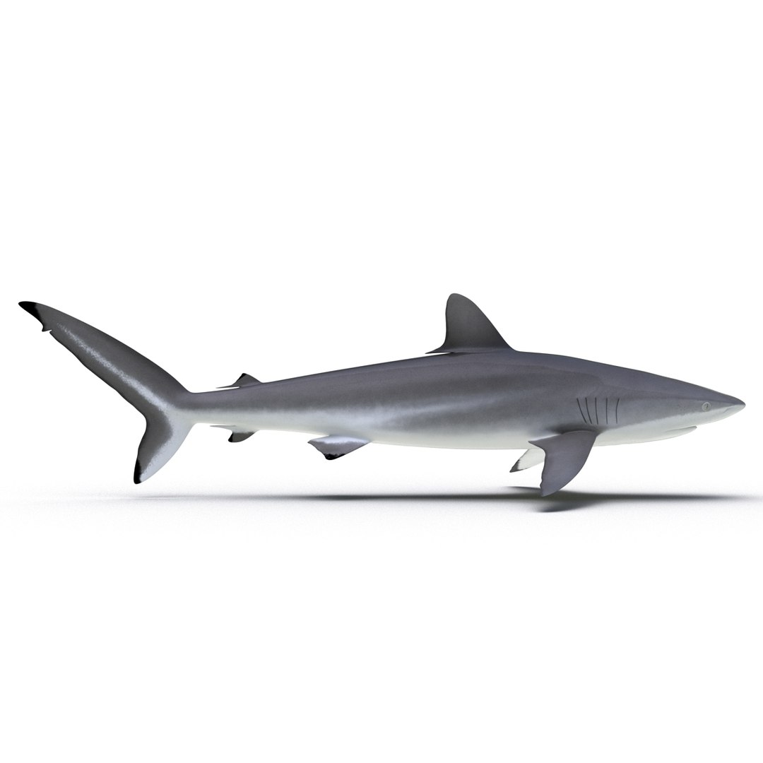 silky shark 3d max https://p.turbosquid.com/ts-thumb/YL/epAu8x/0sjCkWEo/silkyshark3dmodel09/jpg/1449925735/1920x1080/fit_q87/ea31a485991a730339b6ee57eed7e07d2d53b46d/silkyshark3dmodel09.jpg