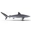 Silky Shark
