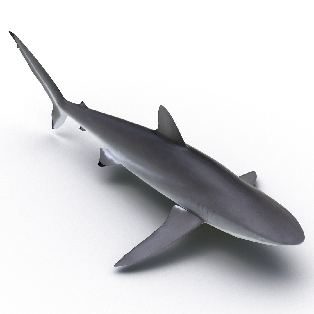 silky shark 3d max https://p.turbosquid.com/ts-thumb/YL/epAu8x/1iOc1mE4/silkyshark3dmodel07/jpg/1449925735/1920x1080/fit_q87/b6c722067e1c258b9b79b25e325fe926203c7c43/silkyshark3dmodel07.jpg