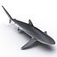 Silky Shark