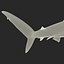 Silky Shark