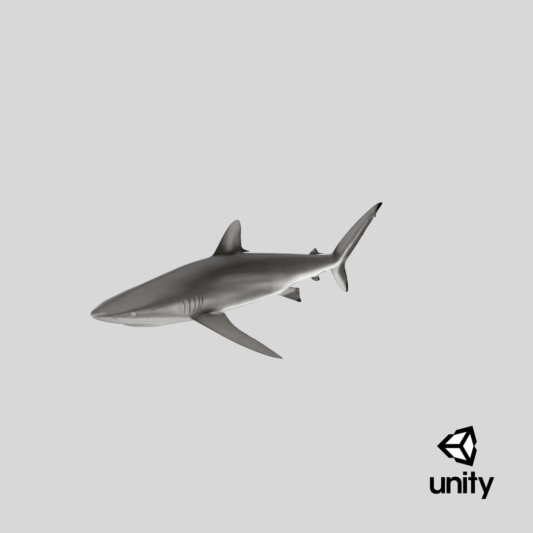 silky shark 3d max https://p.turbosquid.com/ts-thumb/YL/epAu8x/5R/stemcell_unity_render/png/1670955950/1920x1080/fit_q87/63f77c3c6bb6068ef6fa25fe9bbb5e2d0096bd3f/stemcell_unity_render.jpg
