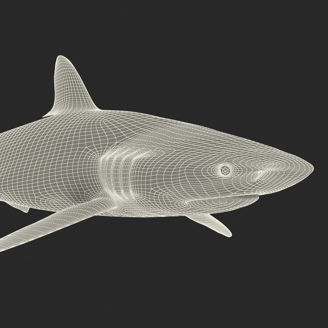 silky shark 3d max https://p.turbosquid.com/ts-thumb/YL/epAu8x/95oRIVXG/silkyshark3dmodel29/jpg/1449925736/1920x1080/fit_q87/69752b40754fae009744a81b9794c4baf73b6180/silkyshark3dmodel29.jpg