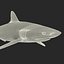 Silky Shark