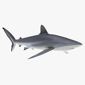 silky shark 3d max