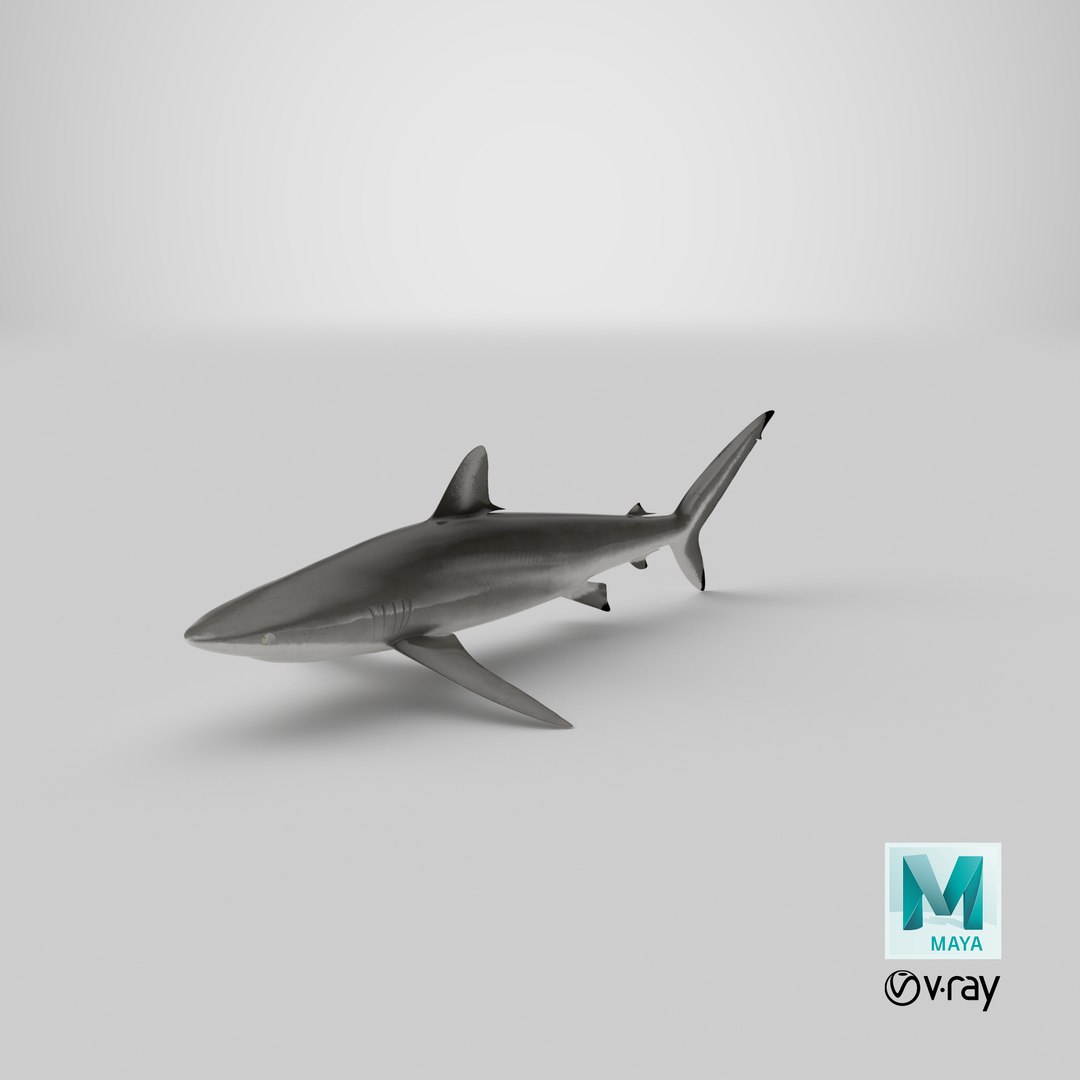silky shark 3d max https://p.turbosquid.com/ts-thumb/YL/epAu8x/BN/stemcell_maya_vray_render/png/1670955960/1920x1080/fit_q87/c4743b8b80f233c15c7ac86dcfafdbaf0a21cada/stemcell_maya_vray_render.jpg