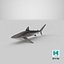 Silky Shark