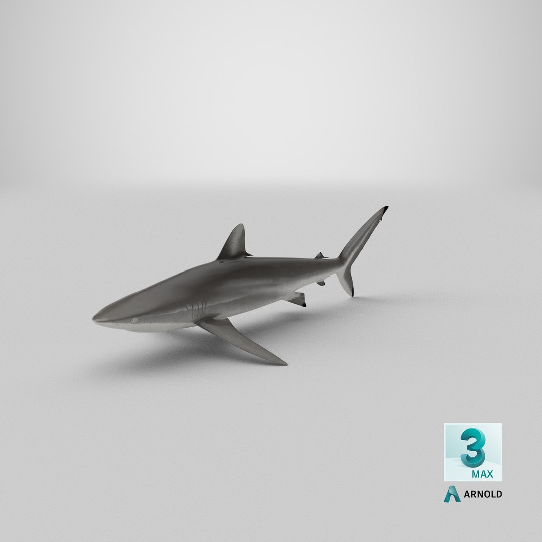 silky shark 3d max https://p.turbosquid.com/ts-thumb/YL/epAu8x/BR/stemcell_max_arnold_render/png/1670955953/1920x1080/fit_q87/1c060f94e397535f712b60eac5fee70953cc3097/stemcell_max_arnold_render.jpg