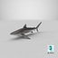 Silky Shark