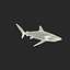 Silky Shark
