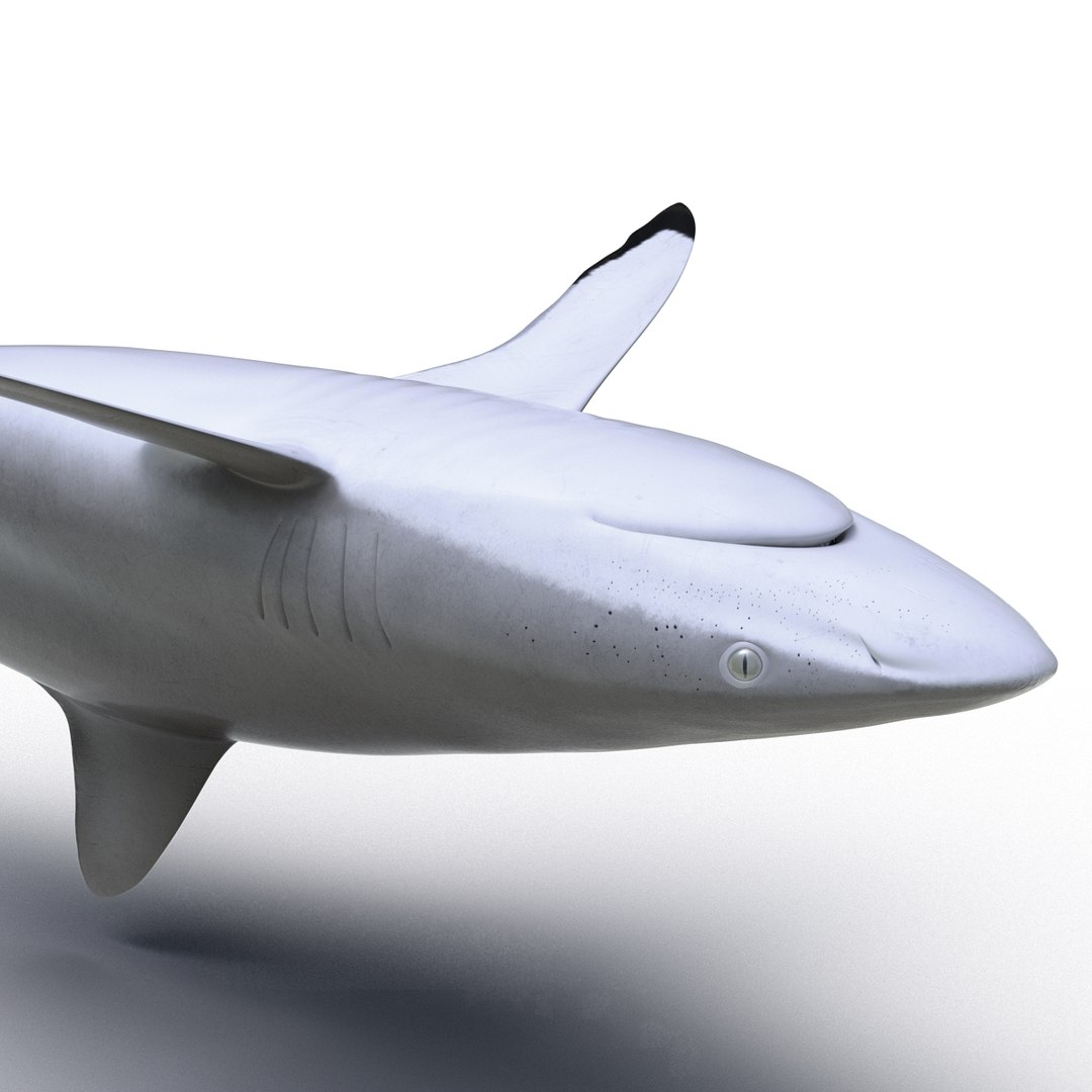 silky shark 3d max https://p.turbosquid.com/ts-thumb/YL/epAu8x/DtcpM91q/silkyshark3dmodel13/jpg/1449925735/1920x1080/fit_q87/3c8172aa208b84a1cfb8192417cee43eab6edd7d/silkyshark3dmodel13.jpg