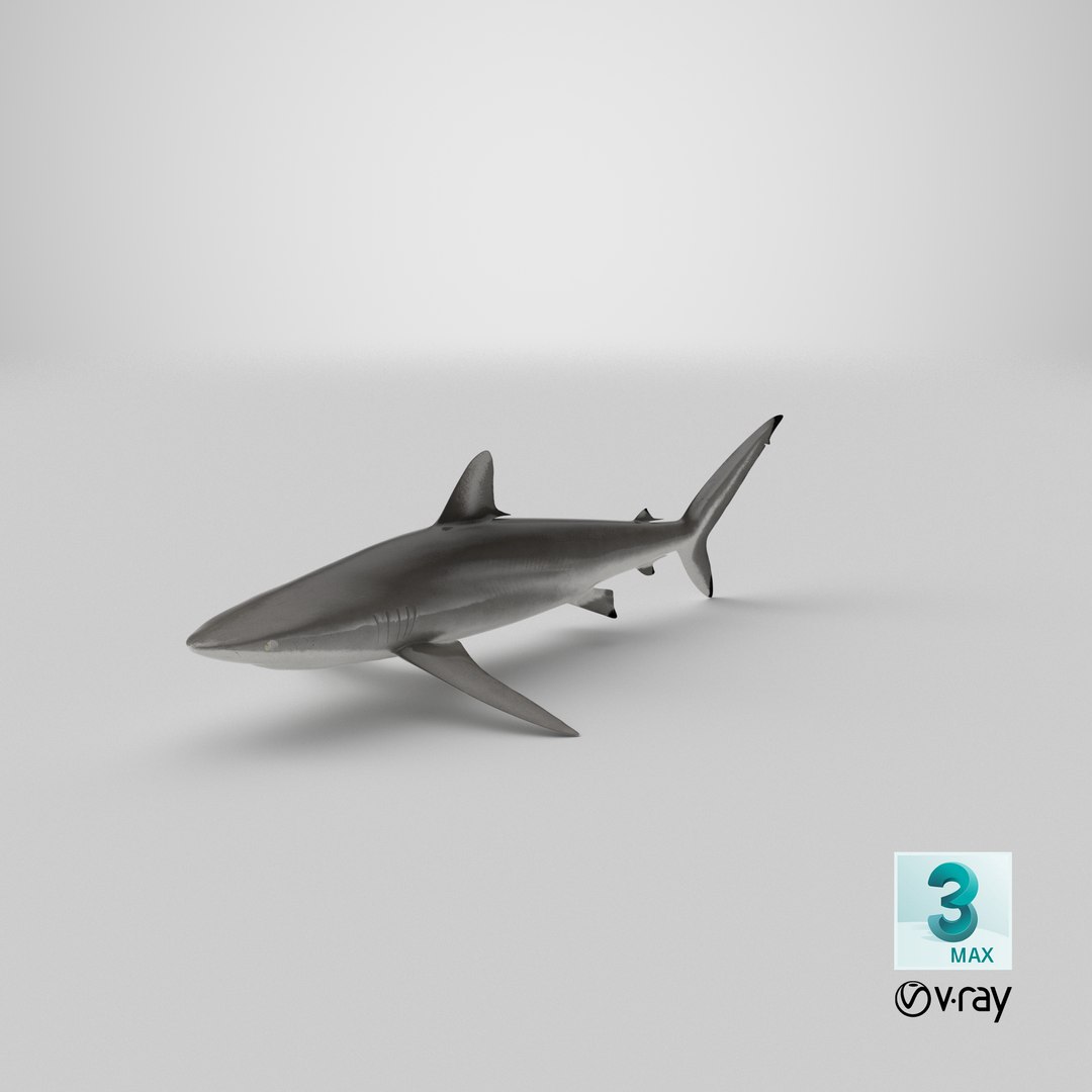 silky shark 3d max https://p.turbosquid.com/ts-thumb/YL/epAu8x/Fo/stemcell_max_vray_render/png/1670955956/1920x1080/fit_q87/f996b7d9971dc36eeed96cc120d2fbd381263e10/stemcell_max_vray_render.jpg