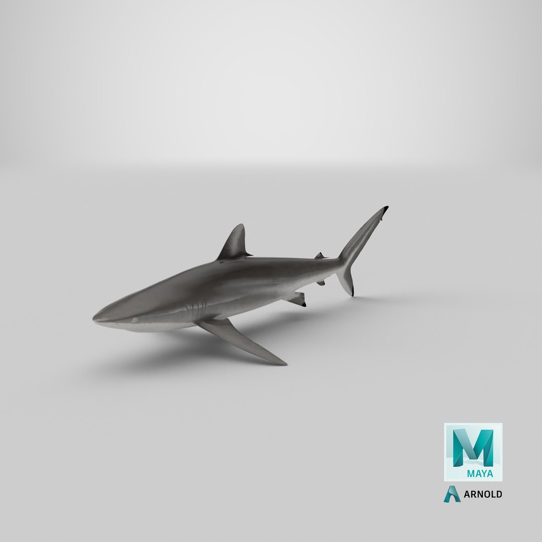 silky shark 3d max https://p.turbosquid.com/ts-thumb/YL/epAu8x/I7/stemcell_maya_arnold_render/png/1670955958/1920x1080/fit_q87/d5e15c13f7b2d5c87ff058d54ad72544fc06052e/stemcell_maya_arnold_render.jpg