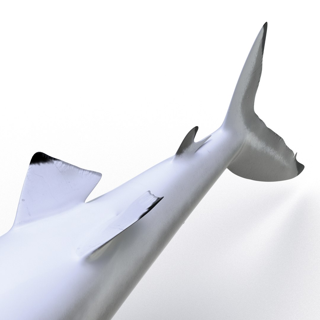 silky shark 3d max https://p.turbosquid.com/ts-thumb/YL/epAu8x/NZQz9pWs/silkyshark3dmodel12/jpg/1449925735/1920x1080/fit_q87/3d12462cb9d8c2eff923680d4164e5da081bd370/silkyshark3dmodel12.jpg