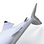 Silky Shark