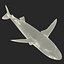 Silky Shark