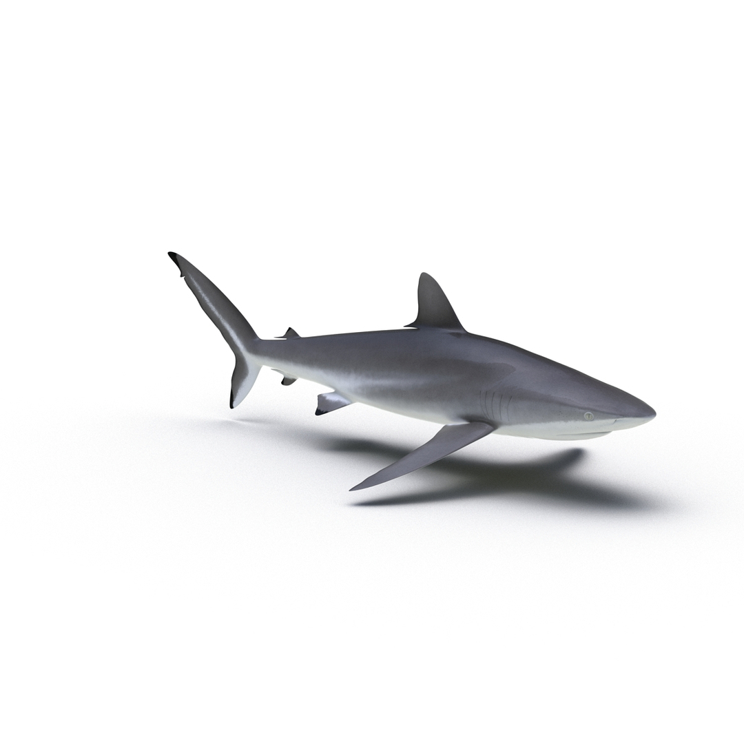 silky shark 3d max https://p.turbosquid.com/ts-thumb/YL/epAu8x/Q3MhRrDd/silky_shark_360/jpg/1449925784/1920x1080/turn_fit_q99/aee7cbc0029dd89865c64bc87c9ebd7cb9e61dd1/silky_shark_360-1.jpg